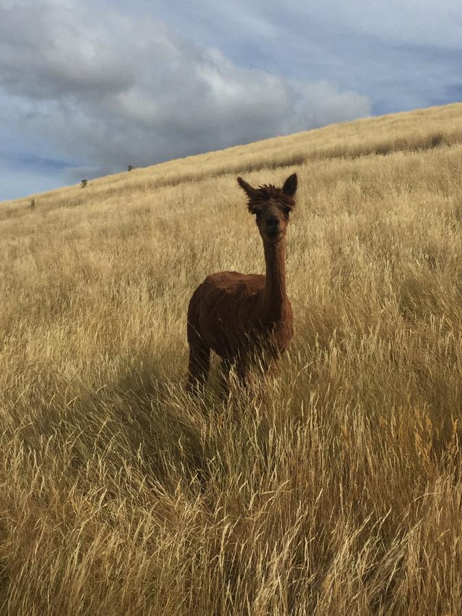 לינה וארוחת בוקר Renwick Falcon'S Rise Alpaca Farm מראה חיצוני תמונה