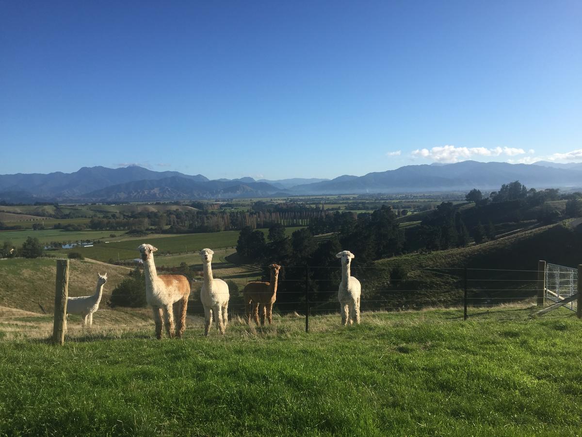 לינה וארוחת בוקר Renwick Falcon'S Rise Alpaca Farm מראה חיצוני תמונה