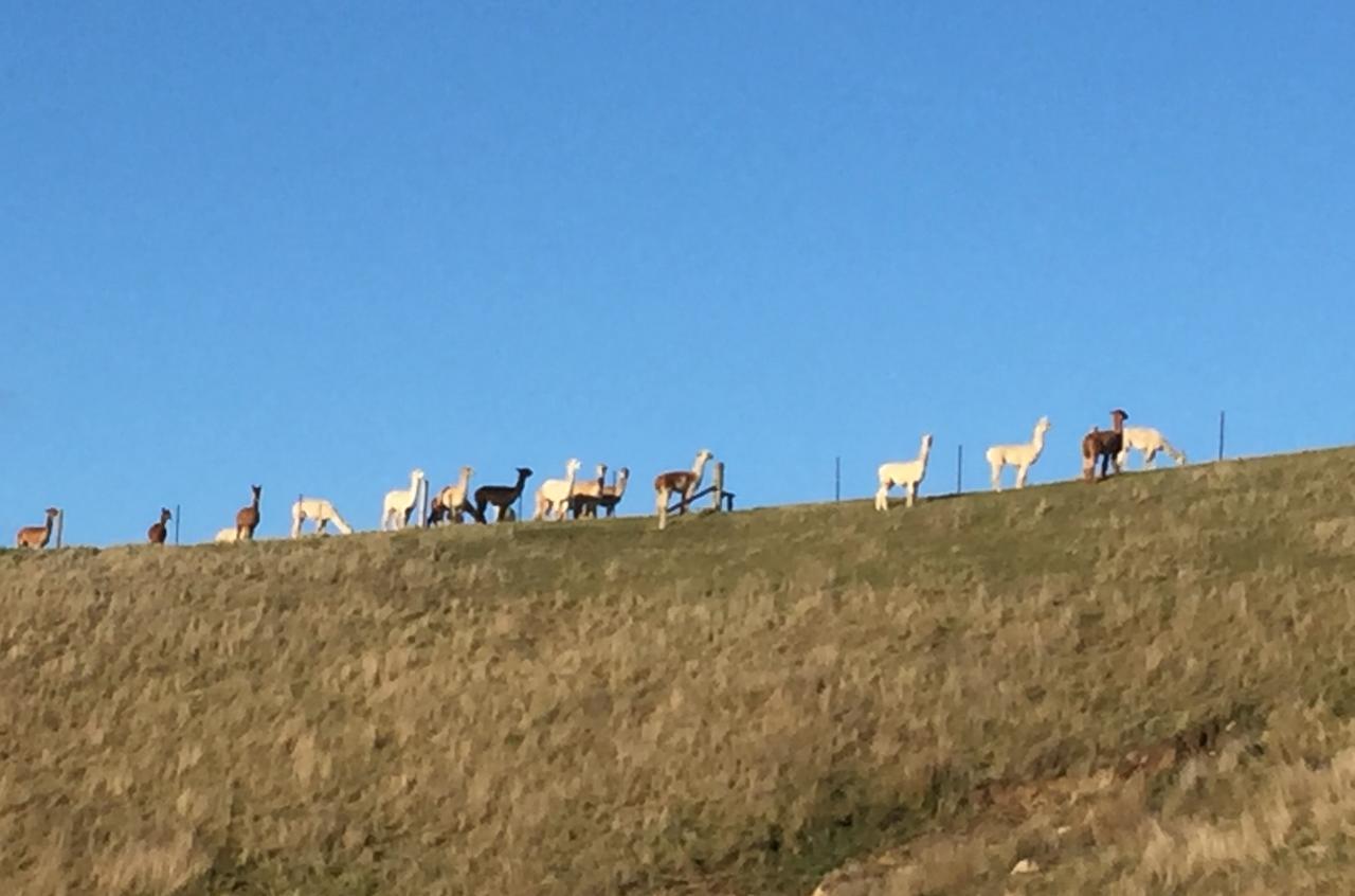 לינה וארוחת בוקר Renwick Falcon'S Rise Alpaca Farm מראה חיצוני תמונה