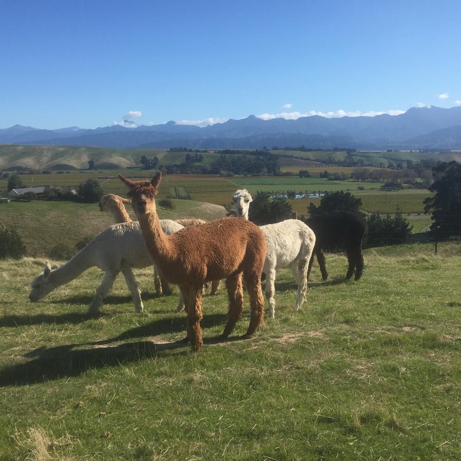 לינה וארוחת בוקר Renwick Falcon'S Rise Alpaca Farm מראה חיצוני תמונה
