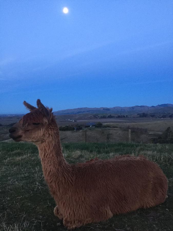 לינה וארוחת בוקר Renwick Falcon'S Rise Alpaca Farm מראה חיצוני תמונה