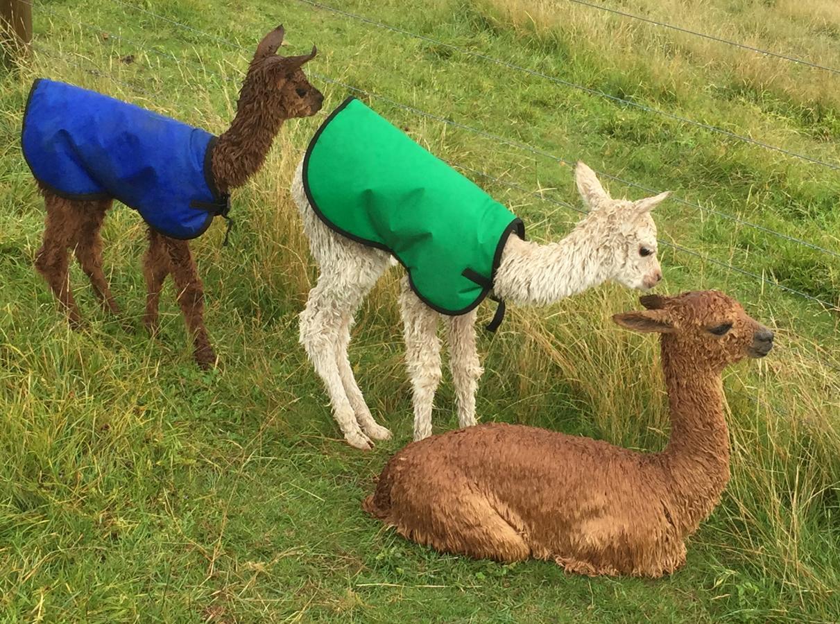 לינה וארוחת בוקר Renwick Falcon'S Rise Alpaca Farm מראה חיצוני תמונה