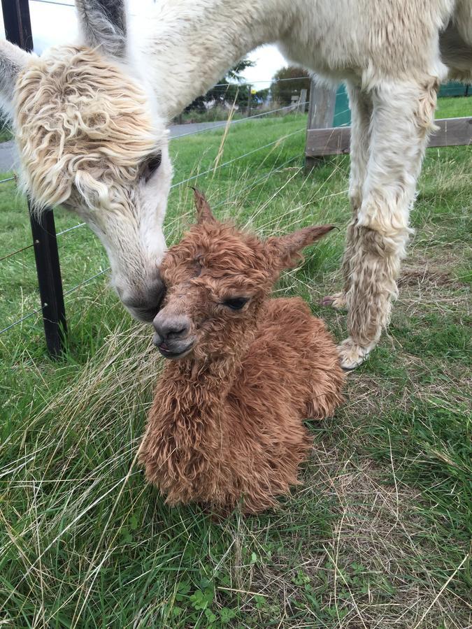 לינה וארוחת בוקר Renwick Falcon'S Rise Alpaca Farm מראה חיצוני תמונה