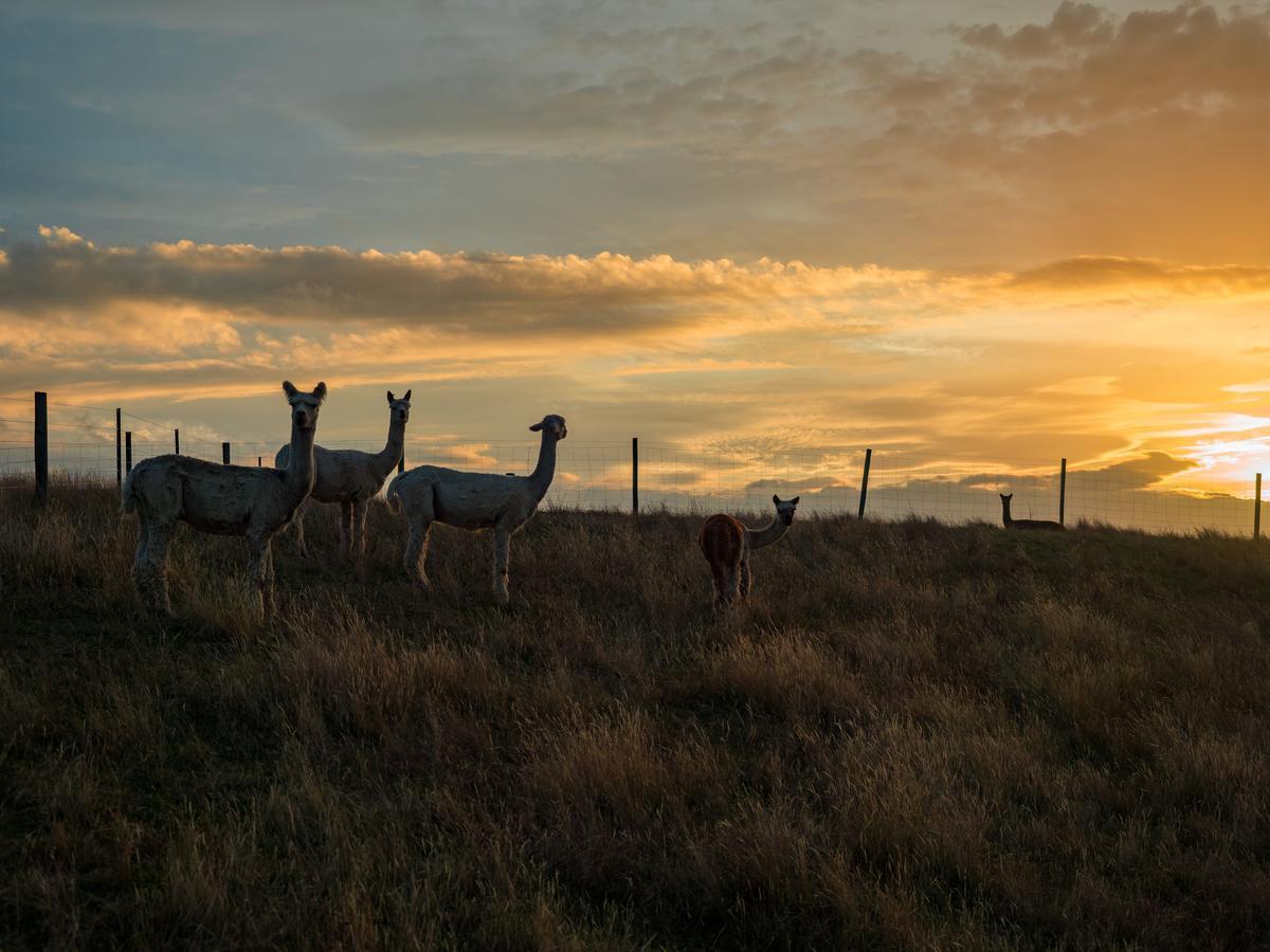 לינה וארוחת בוקר Renwick Falcon'S Rise Alpaca Farm מראה חיצוני תמונה