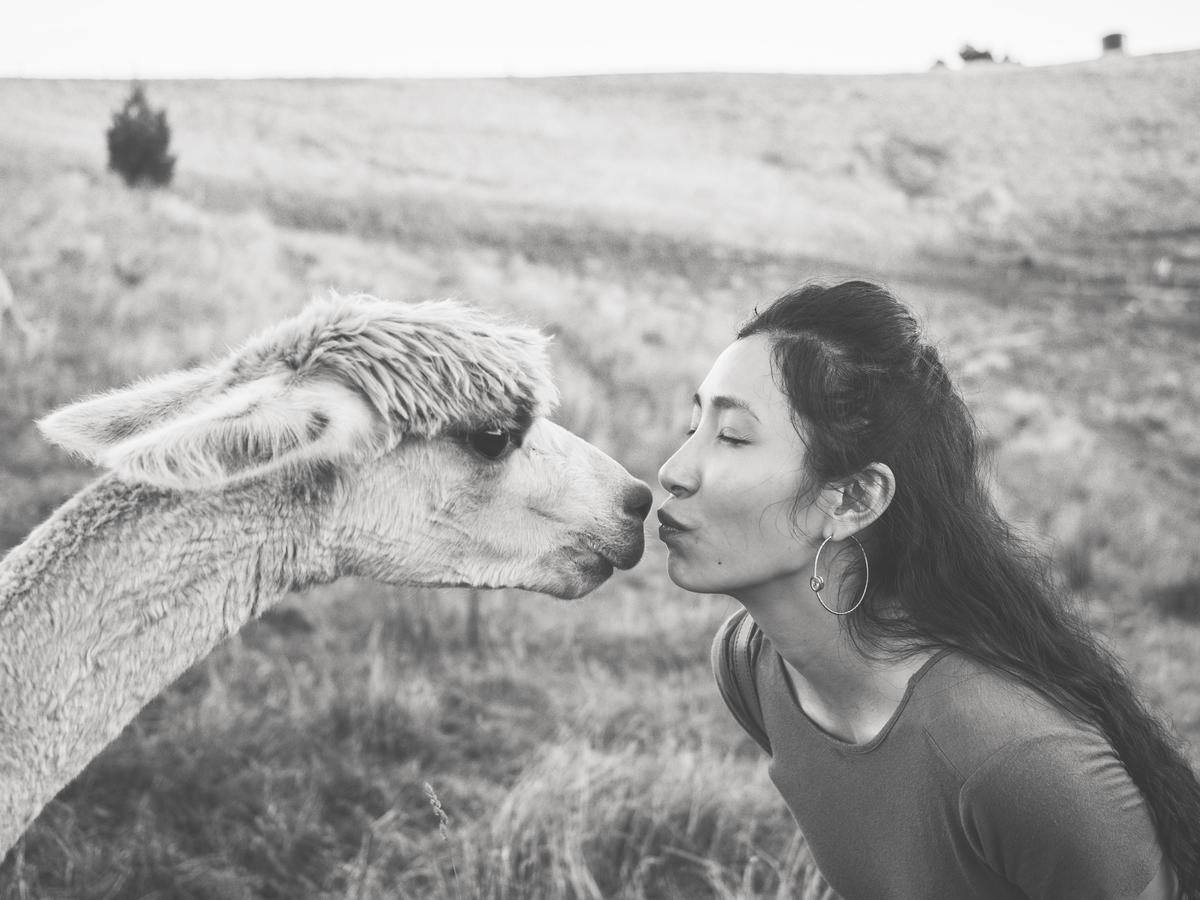 לינה וארוחת בוקר Renwick Falcon'S Rise Alpaca Farm מראה חיצוני תמונה