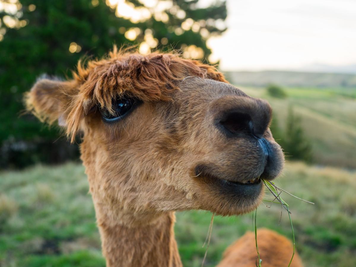 לינה וארוחת בוקר Renwick Falcon'S Rise Alpaca Farm מראה חיצוני תמונה