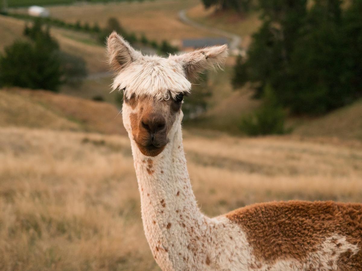 לינה וארוחת בוקר Renwick Falcon'S Rise Alpaca Farm מראה חיצוני תמונה