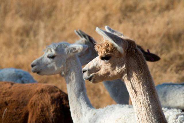 לינה וארוחת בוקר Renwick Falcon'S Rise Alpaca Farm מראה חיצוני תמונה