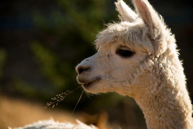 לינה וארוחת בוקר Renwick Falcon'S Rise Alpaca Farm מראה חיצוני תמונה