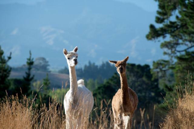 לינה וארוחת בוקר Renwick Falcon'S Rise Alpaca Farm מראה חיצוני תמונה
