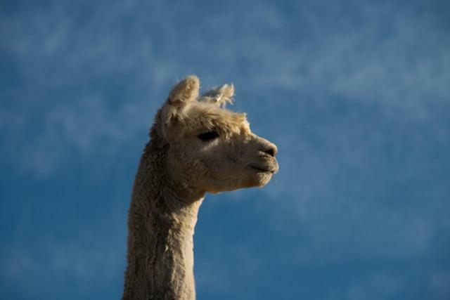 לינה וארוחת בוקר Renwick Falcon'S Rise Alpaca Farm מראה חיצוני תמונה