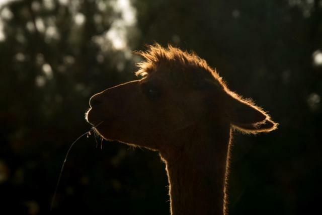 לינה וארוחת בוקר Renwick Falcon'S Rise Alpaca Farm מראה חיצוני תמונה