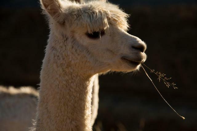 לינה וארוחת בוקר Renwick Falcon'S Rise Alpaca Farm מראה חיצוני תמונה
