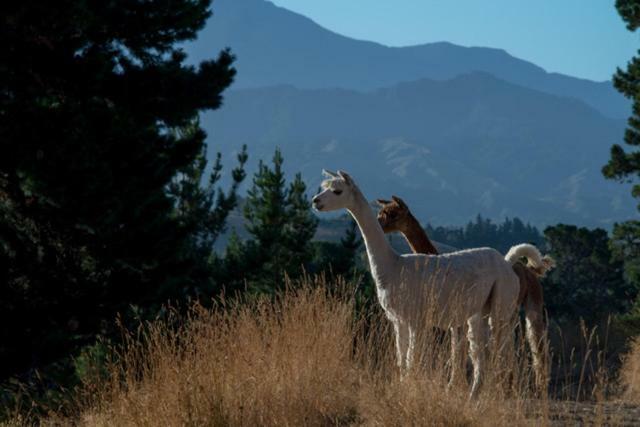 לינה וארוחת בוקר Renwick Falcon'S Rise Alpaca Farm מראה חיצוני תמונה