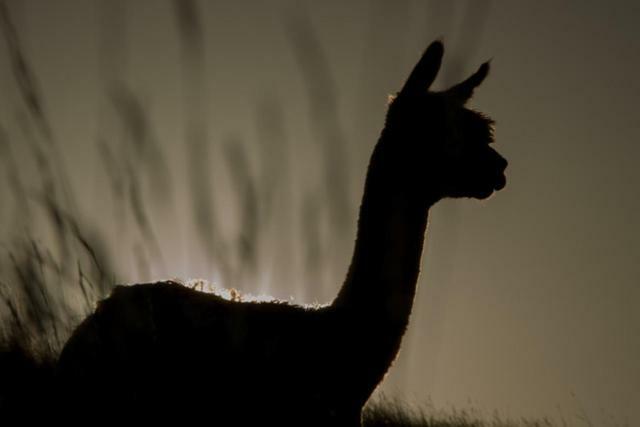 לינה וארוחת בוקר Renwick Falcon'S Rise Alpaca Farm מראה חיצוני תמונה