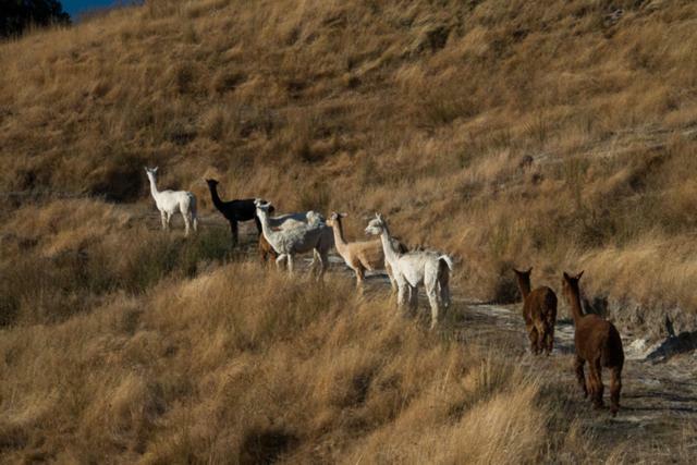 לינה וארוחת בוקר Renwick Falcon'S Rise Alpaca Farm מראה חיצוני תמונה